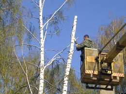 удаление дерева в с. Федоровка 9 Мая